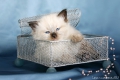 007